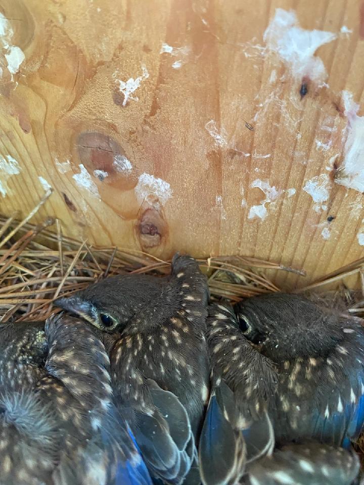getting ready to fledge