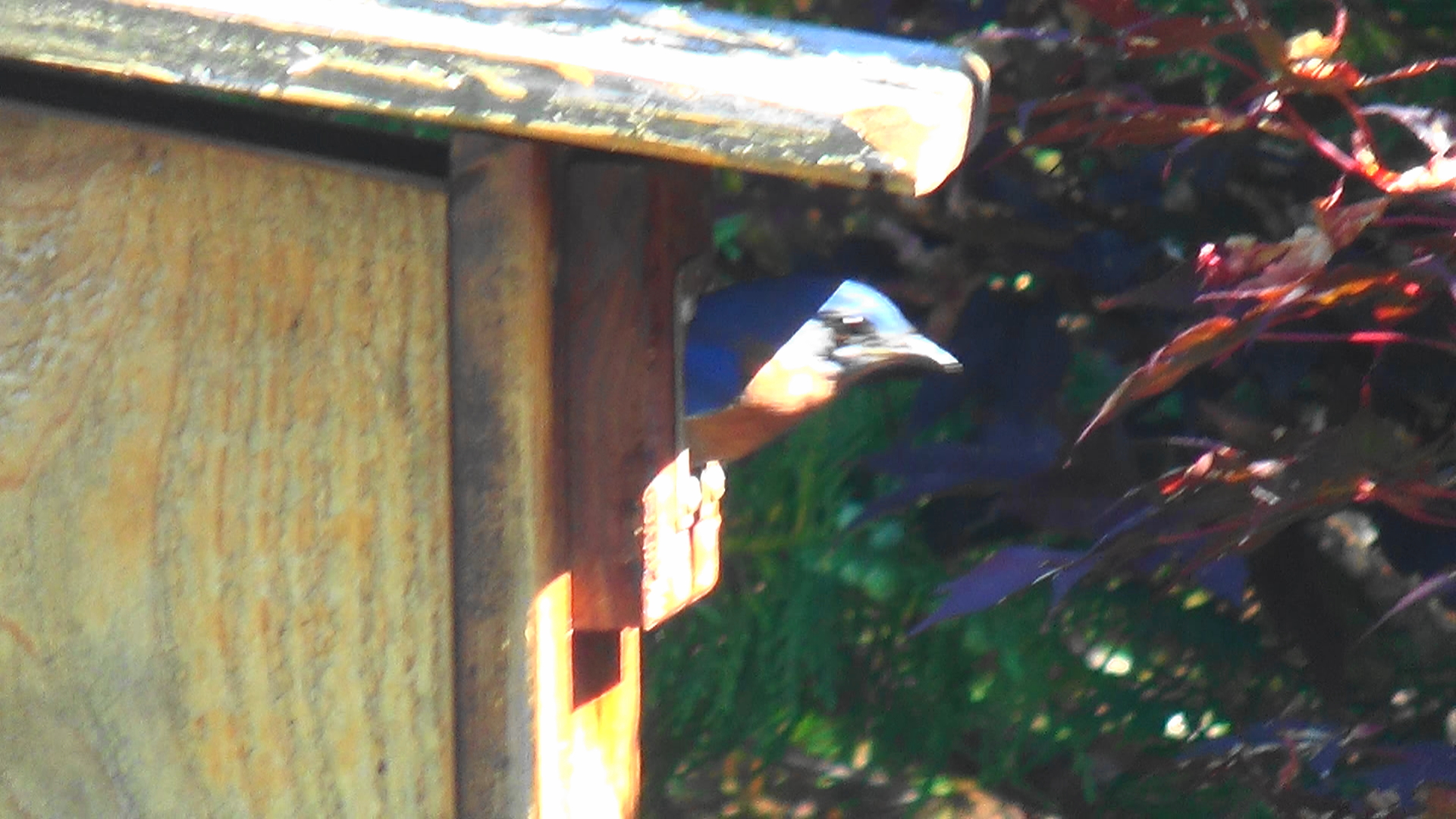Bluebird