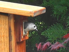 Titmouse