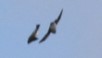 swallows
